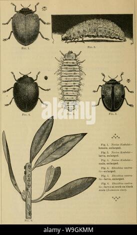 Image d'archive à partir de la page 271 de la culture des agrumes dans Banque D'Images