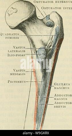 Image d'archive à partir de la page 274 de Cunningham's Text-book d'anatomie (1914). Cunningham's Text-book d'anatomie cunninghamstextb00cunn Année : 1914 ( grand trochanter ligne pectiné tubérosité fessière foramen artérielle LlNEA ASPERA Fig. 240.- -Vue dorsale de l'extrémité proximale du fémur 8. Fig. 239. - Partie dorsale de la partie proximale de l'Huit fémur avec les pièces jointes de muscles tracée. gluteeus medius muscle ; proxi- mally et distalement à cela la surface de l'os est plus lisse et est recouvert par bursas. La surface ventrale, quelque peu de forme oblongue, et enclin à l'oblique fr Banque D'Images