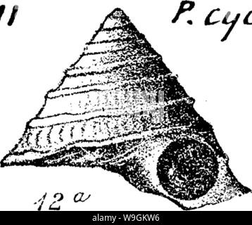 Image d'archive à partir de la page 275 d'un dictionnaire des fossiles