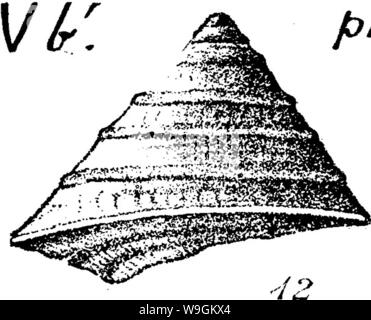 Image d'archive à partir de la page 275 d'un dictionnaire des fossiles