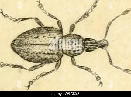 Image d'archive à partir de la page 276 de [Curculionidae] (1800) Banque D'Images