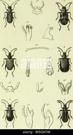 Image d'archive à partir de la page 276 de son Histoire naturelle des insectes . Histoire naturelle des insectes : genres des coleopteres, ou exposer methodique et critique de tous les genres propose jusqu'ici dans cet ordre d'insectes CUbiodiversity1128056-9876 Année : 1854 ( Ctr/L'optÃ¨/'t. ? 1 Psalliyroccnis ruiia Zjiyi,/vi/ ? Ni-cloiiychn vni-ii-gatn./.Â"-. .» StetllOpacIiyS Jnvrli&gt ;, Ai/y. 4 Urnclniiaclvla ,l,.,ââl.-Â"./., h. asoclis snnhiiripcimiÂ'AGC"./â /. () LIomalopUTiis iviÂ","tiÂ/'w(v Banque D'Images