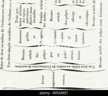 Image d'archive à partir de la page 276 de l'iconographie et histoire naturelle des. Iconographie et histoire naturelle des coleÌopteÌres CUbiodiversity d'Europe ;1128626-9559 Année : 1829 ( SIMPLICIPfeDES. 255 Â"ta 3 S ST3 Ji V S S O  3 Z. g Â" os T3 â'  +3 t3 S .3 U comme -m 3 J 3 V W C W 6AH 3 â¢3 K -1) JS S .2 s/13 Ô un '3 v s t ; Pj 3 '.c -m Â" p-i jo-O Â£ â¢ â ¢ - 3 O q ; Â Ã Â°Â°" S'EST V Â" QJ -3 Â"3 H .g a 5 S Â"Sa JO Q d iuaraa Ã9|FJ9iB] S99U9.ibo uou s9jjXjs[ Banque D'Images