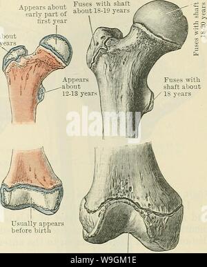 Image d'archive à partir de la page 278 de Cunningham's Text-book d'anatomie (1914). Cunningham's Text-book d'anatomie cunninghamstextb00cunn Année : 1914 ( apparaît généralement dans le 9ème mois de la vie foetale apparaît généralement avant la naissance à la naissance. Environ 12 ans fig. 244. Fusibles avec l'arbre de 20 à 22 ans d'environ 16 ans. L'ossification du fémur. La rotule. La rotule, la plus grande de l'Os sésamoïde, recouvre l'avant du genou- joint dans le tendon de l'extenseur quadriceps. De forme comprimée et quelque peu de forme triangulaire, son angle distal forme une crête, appelé l'apex rotules, tandis que ses prox Banque D'Images