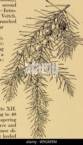 Image d'archive à partir de la page 281 de la conifères cultivés ; un manuel. Les conifères cultivés ; un manuel de la plus importante de conifères et arbres à feuilles caduques plantés pour l'ornement dans les États-Unis et le Canada cultivatedevergr00bail Année : 1923 ( 198 conifères cultivés les extrémités : Feuilles en verticilles étroitement défini, étroit-linéaire, l'abandon graduel de la milieu en un point épineux, rigides, et sulcate avec une étroite bande blanche au-dessus, bien en évidence ci-dessous carénées, vert jaunâtre, 3-1 cm de long : des fruits globuleux, ]4r/} je pouce partout, brun-noir, un peu brillant, bloomy enfin, le mûrissement s Banque D'Images