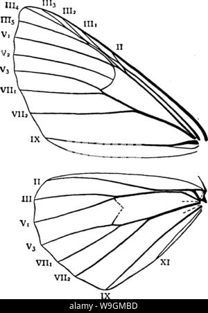 Image d'archive à partir de la page 284 d'un manuel pour l'étude Banque D'Images