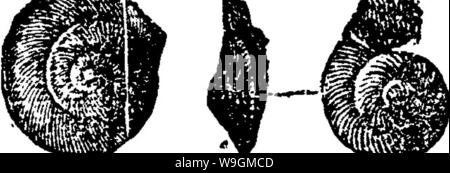 Image d'archive à partir de la page 285 d'un dictionnaire des fossiles Banque D'Images