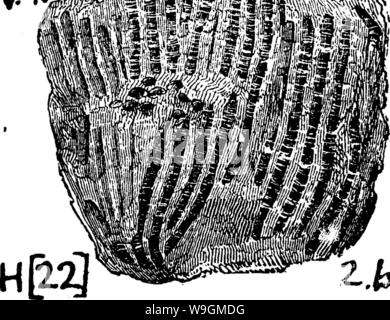 Image d'archive à partir de la page 285 d'un dictionnaire des fossiles Banque D'Images