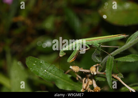 Européen vert mante religieuse mante Mantis religiosa ou d'Amérique latine sur une fleur sauvage en été en Italie ou de l'animal symbole de l'état du Connecticut Banque D'Images