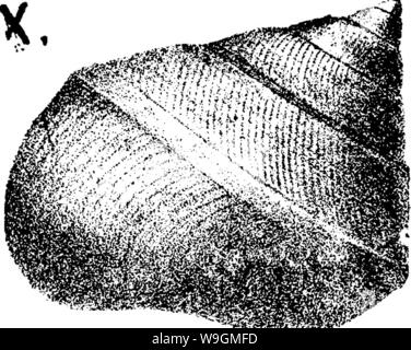 Image d'archive à partir de la page 286 d'un dictionnaire des fossiles Banque D'Images