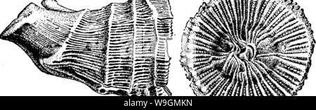 Image d'archive à partir de la page 289 d'un dictionnaire des fossiles