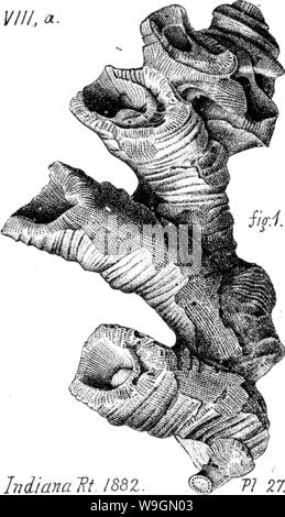 Image d'archive à partir de la page 294 d'un dictionnaire des fossiles Banque D'Images