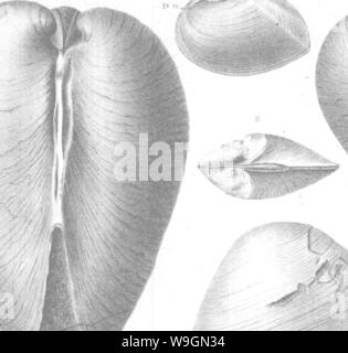 Image d'archive à partir de la page 295 de Brachiopoda Lamellibranchiata et de la Banque D'Images