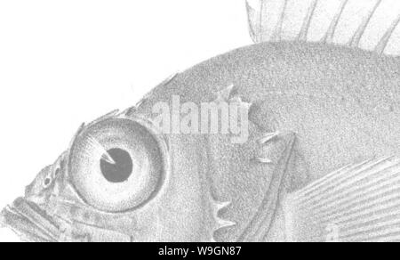 Image d'archive à partir de la page 298 d'une histoire des poissons Banque D'Images