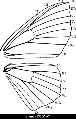 Image d'archive à partir de la page 299 d'un manuel pour l'étude Banque D'Images