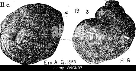 Image d'archive à partir de la page 299 d'un dictionnaire des fossiles Banque D'Images