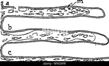 Image d'archive à partir de la page 301 de la nature et les propriétés de Banque D'Images