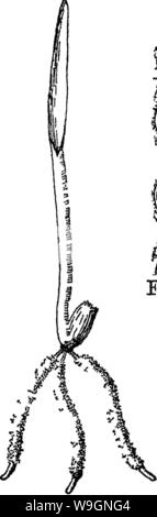 Image d'archive à partir de la page 301 de la nature et les propriétés de Banque D'Images