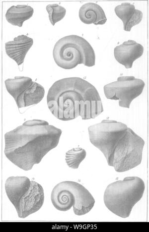 Image d'archive à partir de la page 308 de Gasteropoda et des céphalopodes de l' Banque D'Images