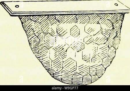 Image d'archive à partir de la page 310 d'abeilles leur histoire naturelle et Banque D'Images