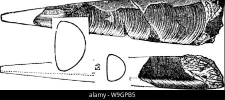 Image d'archive à partir de la page 312 d'un dictionnaire des fossiles Banque D'Images