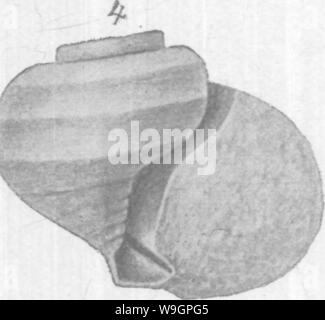 Image d'archive à partir de la page 314 de l'Gasteropoda et des céphalopodes de l' Banque D'Images