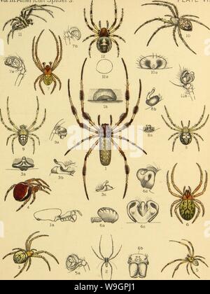 Image d'archive à partir de la page 316 de l'American araignées et leurs spinning Banque D'Images