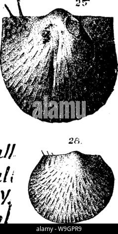 Image d'archive à partir de la page 318 d'un dictionnaire des fossiles Banque D'Images