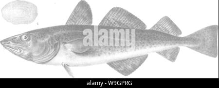 Image d'archive à partir de la page 318 d'une histoire des poissons Banque D'Images