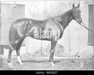 Image d'archive à partir de la page 322 de points du cheval ; un Banque D'Images