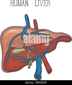Le foie humain, encre croquis dessinés à la main, style doodle, gravé illustration anatomique. Vector Illustration de Vecteur