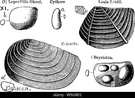 Image d'archive à partir de la page 324 d'un dictionnaire des fossiles Banque D'Images