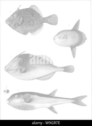 Image d'archive à partir de la page 325 de l'histoire de la pêche Banque D'Images