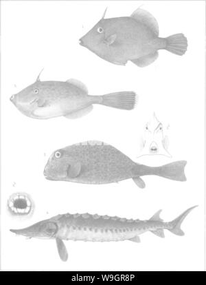 Image d'archive à partir de la page 326 de l'histoire de la pêche Banque D'Images