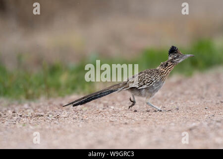 Plus de Roadrunner, (Geococcyx californus Bosque del Apache), National Wildlife Refuge, Nouveau Mexique, USA. Banque D'Images