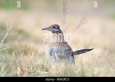 Plus de Roadrunner, (Geococcyx californus Bosque del Apache), National Wildlife Refuge, Nouveau Mexique, USA. Banque D'Images