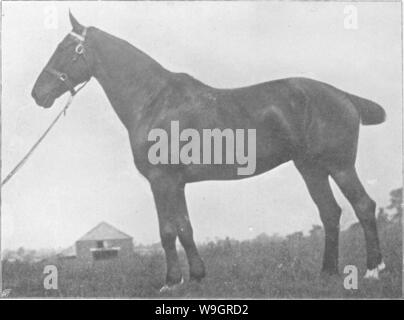 Image d'archive à partir de la page 328 de points du cheval ; un Banque D'Images