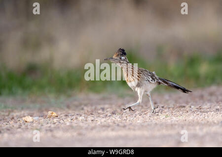 Plus de Roadrunner, (Geococcyx californus Bosque del Apache), National Wildlife Refuge, Nouveau Mexique, USA. Banque D'Images