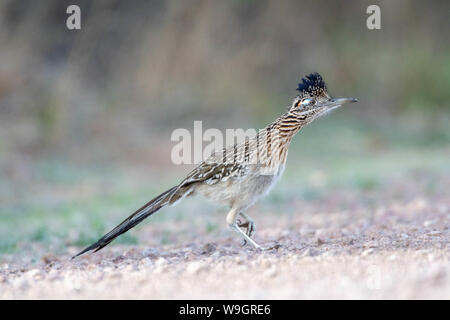 Plus de Roadrunner, (Geococcyx californus Bosque del Apache), National Wildlife Refuge, Nouveau Mexique, USA. Banque D'Images