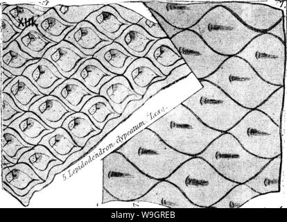 Image d'archive à partir de la page 330 d'un dictionnaire des fossiles Banque D'Images