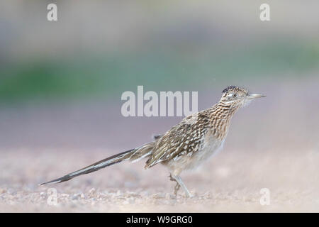 Plus de Roadrunner, (Geococcyx californus Bosque del Apache), National Wildlife Refuge, Nouveau Mexique, USA. Banque D'Images