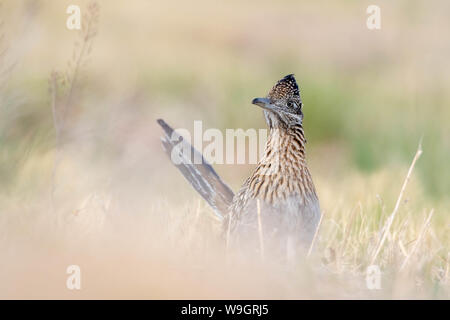 Plus de Roadrunner, (Geococcyx californus Bosque del Apache), National Wildlife Refuge, Nouveau Mexique, USA. Banque D'Images