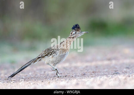 Plus de Roadrunner, (Geococcyx californus Bosque del Apache), National Wildlife Refuge, Nouveau Mexique, USA. Banque D'Images