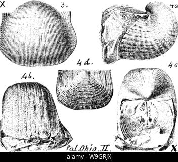 Image d'archive à partir de la page 334 d'un dictionnaire des fossiles Banque D'Images
