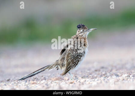 Plus de Roadrunner, (Geococcyx californus Bosque del Apache), National Wildlife Refuge, Nouveau Mexique, USA. Banque D'Images