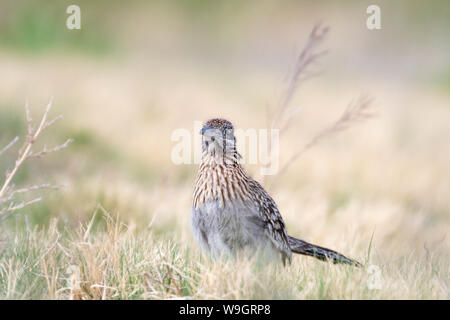 Plus de Roadrunner, (Geococcyx californus Bosque del Apache), National Wildlife Refuge, Nouveau Mexique, USA. Banque D'Images