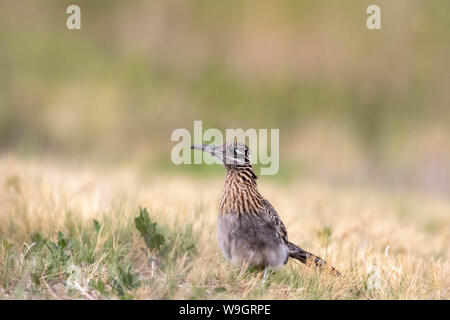 Plus de Roadrunner, (Geococcyx californus Bosque del Apache), National Wildlife Refuge, Nouveau Mexique, USA. Banque D'Images