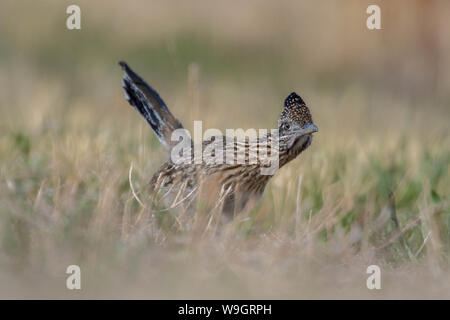 Plus de Roadrunner, (Geococcyx californus Bosque del Apache), National Wildlife Refuge, Nouveau Mexique, USA. Banque D'Images