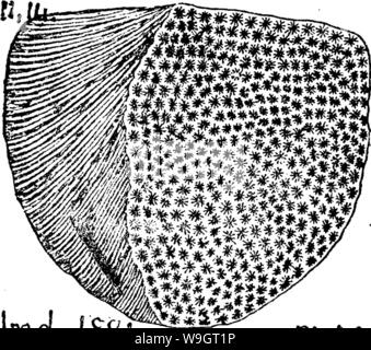 Image d'archive à partir de la page 342 d'un dictionnaire des fossiles Banque D'Images