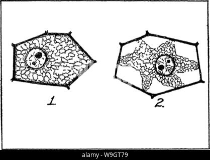 Image d'archive à partir de la page 344 de la nature et les propriétés de Banque D'Images